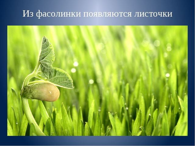 Презентация к занятию "Веселая фасоль"