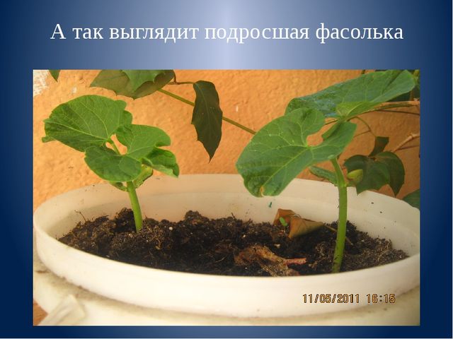 Презентация к занятию "Веселая фасоль"