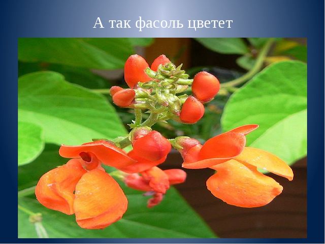 Презентация к занятию "Веселая фасоль"