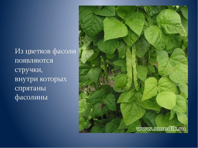 Презентация к занятию "Веселая фасоль"