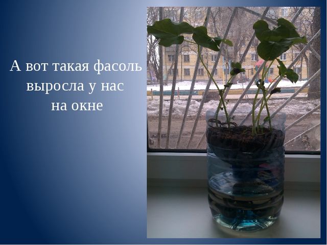 Презентация к занятию "Веселая фасоль"