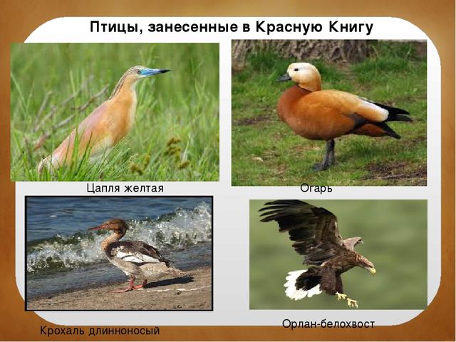 Северный Крым. Краткая история заселения, освоения и развития территории. Особенности природы. Залив Сиваш. Памятники культуры и природы.