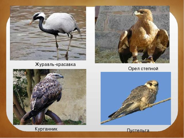 Северный Крым. Краткая история заселения, освоения и развития территории. Особенности природы. Залив Сиваш. Памятники культуры и природы.