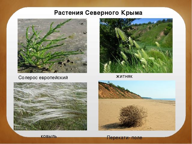 Северный Крым. Краткая история заселения, освоения и развития территории. Особенности природы. Залив Сиваш. Памятники культуры и природы.
