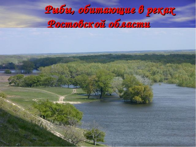 Презентация по ознакомлению с окружающим миром "Рыбы, обитающие в Ростовской области"