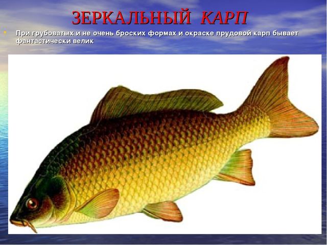 Презентация по ознакомлению с окружающим миром "Рыбы, обитающие в Ростовской области"