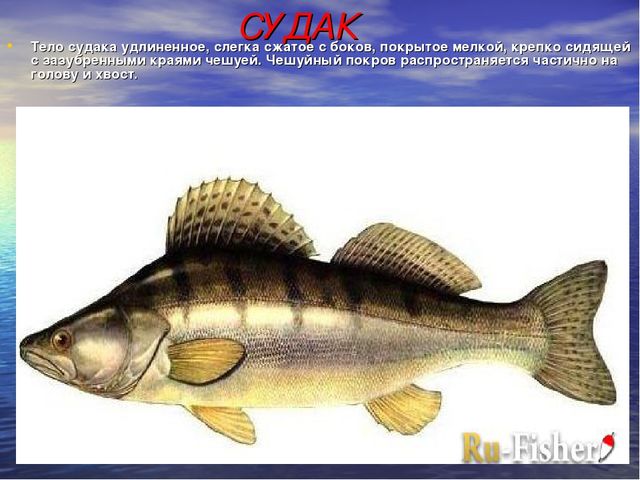 Презентация по ознакомлению с окружающим миром "Рыбы, обитающие в Ростовской области"