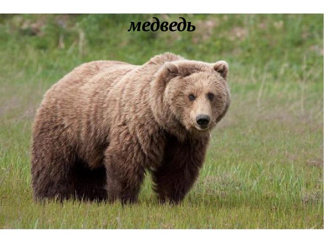 Презентация "Лесные звери"(в загадках)