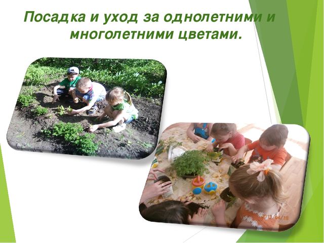 Экологический проект для детей старшего дошкольного возраста на тему "Любовь к родине начинается к природе"
