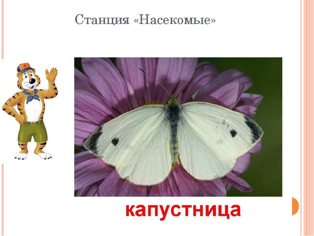 Презентация по НРК"Животный мир Татарстана"