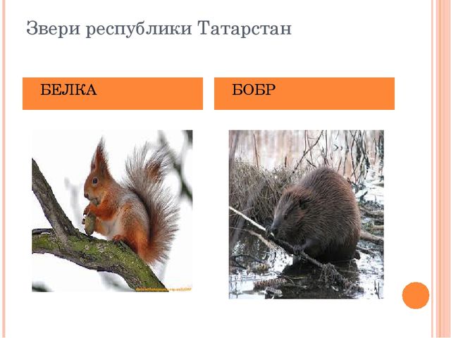 Презентация по НРК"Животный мир Татарстана"