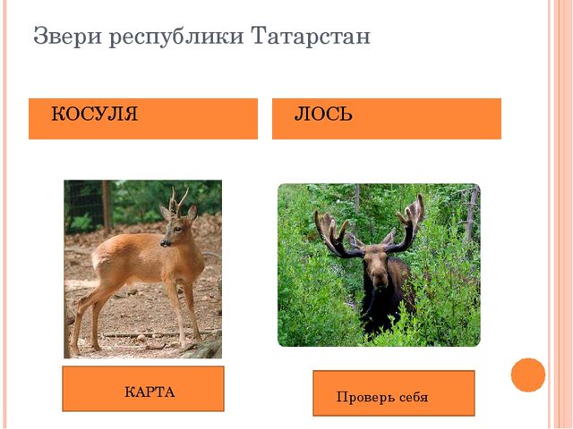 Презентация по НРК"Животный мир Татарстана"