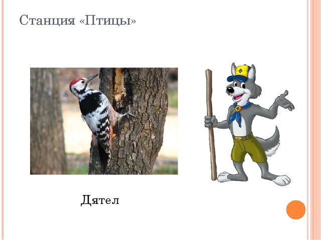 Презентация по НРК"Животный мир Татарстана"