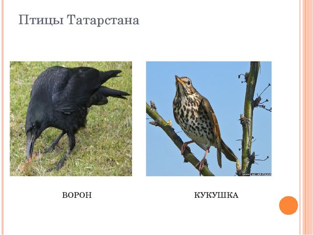Презентация по НРК"Животный мир Татарстана"