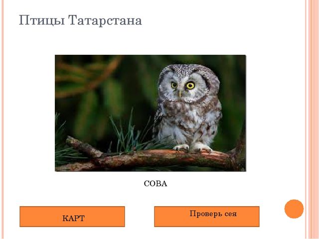 Презентация по НРК"Животный мир Татарстана"