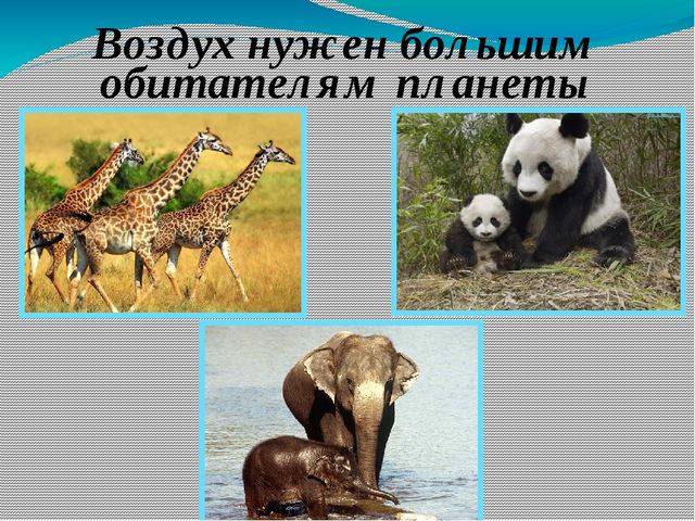 Презентация к открытому занятию в старшей группе по экологии на тему "Воздух"
