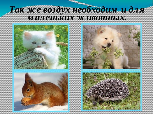 Презентация к открытому занятию в старшей группе по экологии на тему "Воздух"