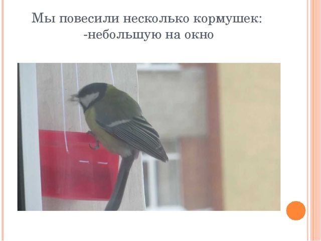 Презентация по экологии"Урок-экскурсия "Покормите птиц зимой" (Дошкольное образование)