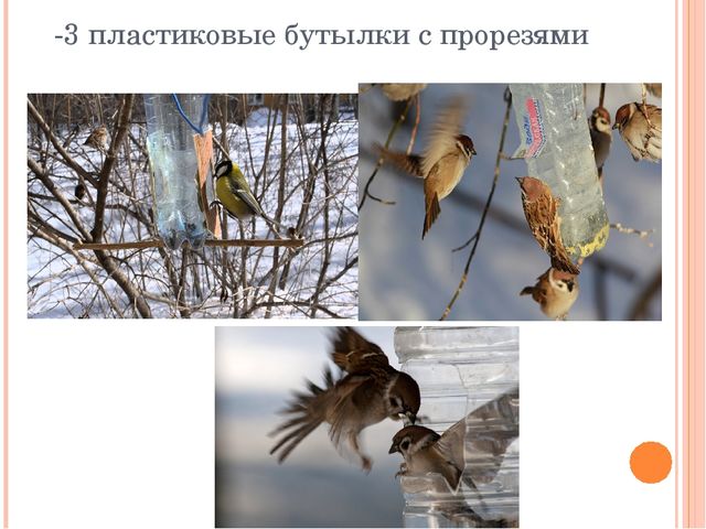 Презентация по экологии"Урок-экскурсия "Покормите птиц зимой" (Дошкольное образование)