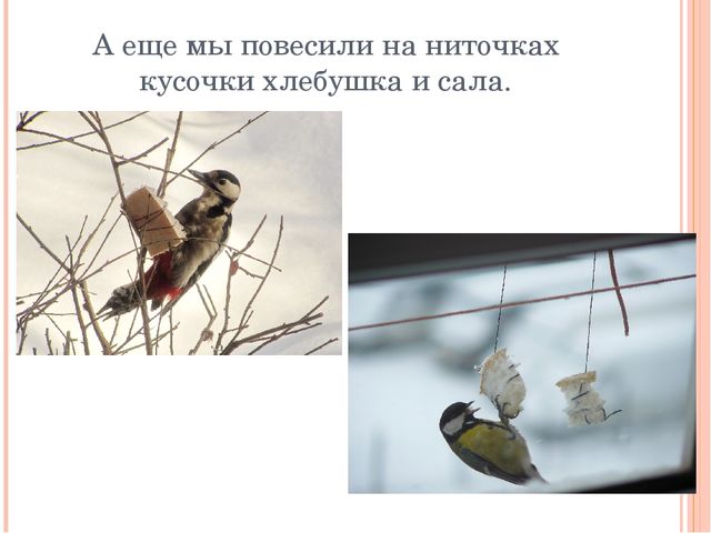 Презентация по экологии"Урок-экскурсия "Покормите птиц зимой" (Дошкольное образование)