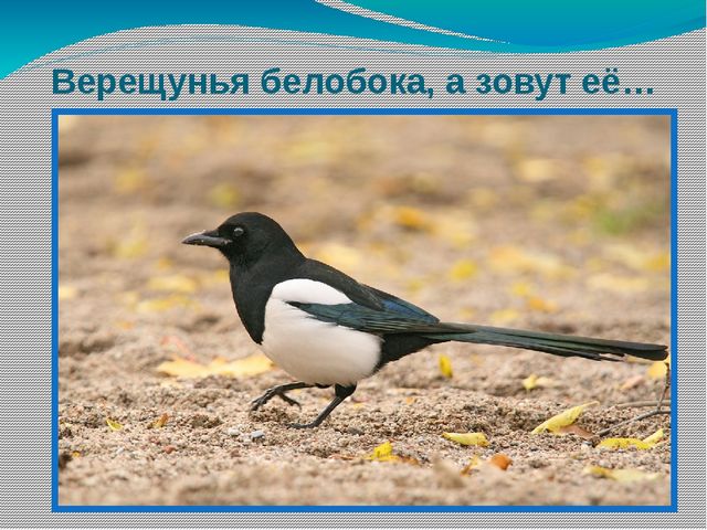 Презентация по окружающему развитию "Зимующие птицы"