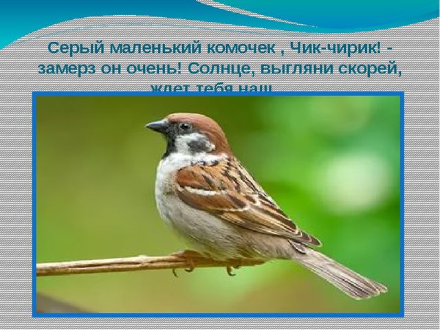 Презентация по окружающему развитию "Зимующие птицы"