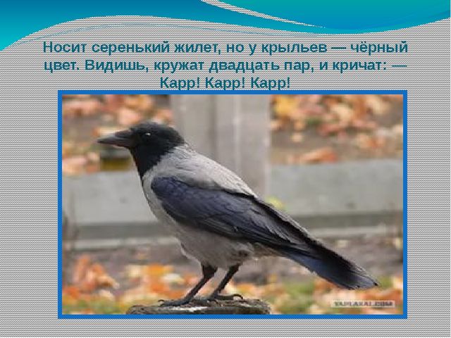 Презентация по окружающему развитию "Зимующие птицы"