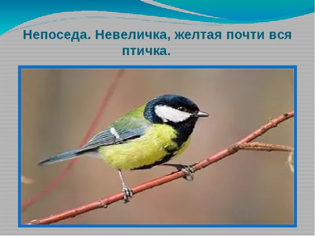 Презентация по окружающему развитию "Зимующие птицы"