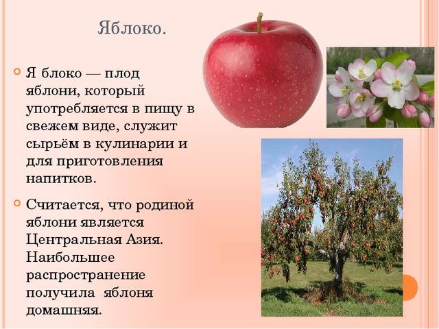 Яблоня относится к растениям. Тип плода яблони. Яблоко плод яблони. Яблоко (Тип плода). Яблоко описание плода.