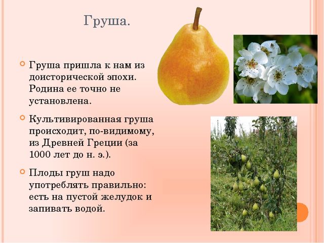 Презентация по познавательному развитию на тему "Фрукты"