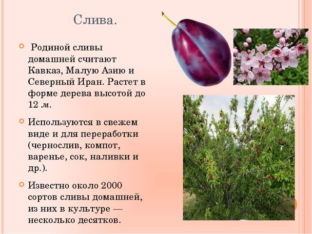 Презентация по познавательному развитию на тему "Фрукты"