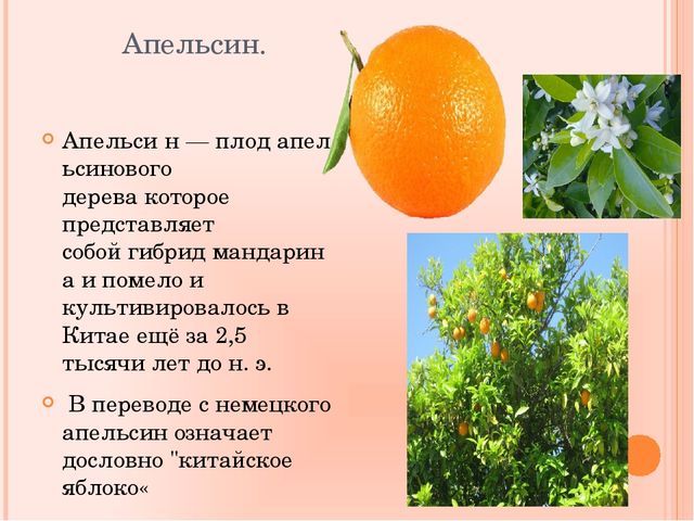 Презентация по познавательному развитию на тему "Фрукты"