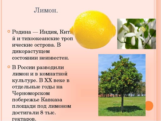 Презентация по познавательному развитию на тему "Фрукты"