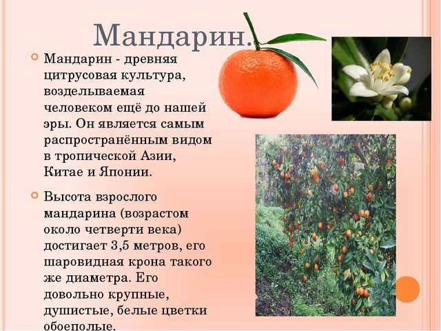 Презентация по познавательному развитию на тему "Фрукты"