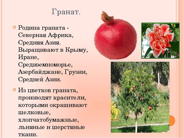 Презентация по познавательному развитию на тему "Фрукты"