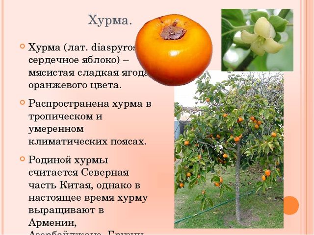 Презентация по познавательному развитию на тему "Фрукты"