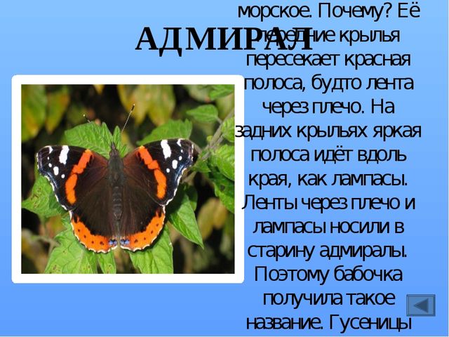 Презентация по ознакомлению с миром насекомых, на тему "Почему они так называются?"