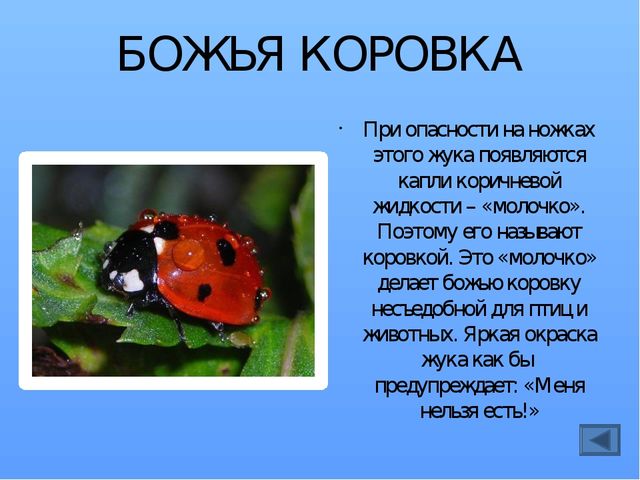 Презентация по ознакомлению с миром насекомых, на тему "Почему они так называются?"