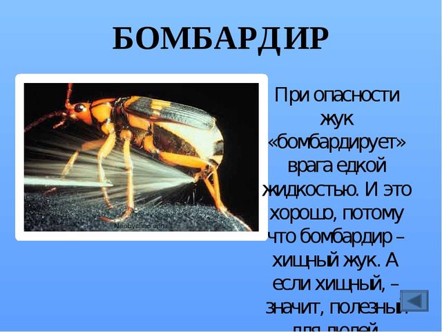 Презентация по ознакомлению с миром насекомых, на тему "Почему они так называются?"