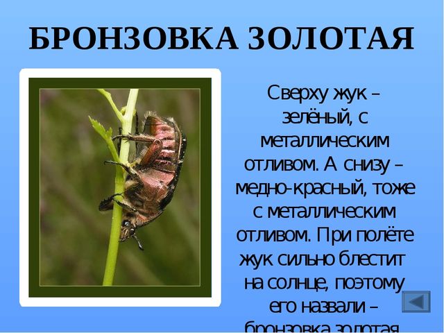 Презентация по ознакомлению с миром насекомых, на тему "Почему они так называются?"