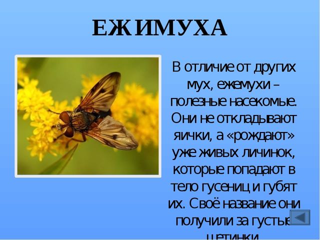 Презентация по ознакомлению с миром насекомых, на тему "Почему они так называются?"