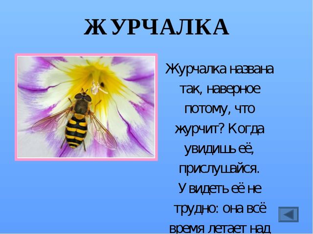 Презентация по ознакомлению с миром насекомых, на тему "Почему они так называются?"