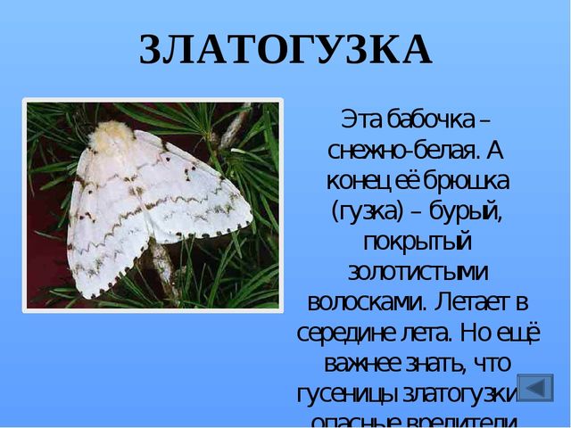 Презентация по ознакомлению с миром насекомых, на тему "Почему они так называются?"