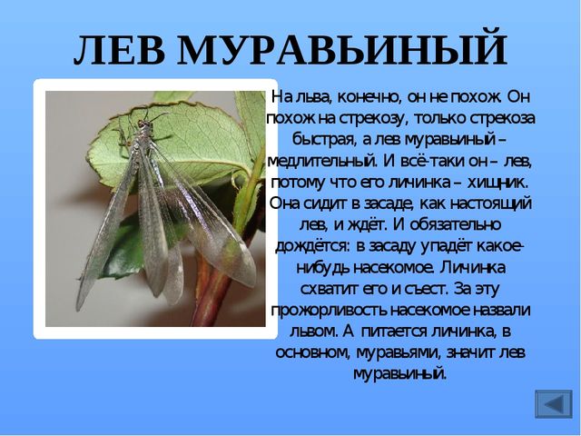 Презентация по ознакомлению с миром насекомых, на тему "Почему они так называются?"