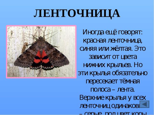 Презентация по ознакомлению с миром насекомых, на тему "Почему они так называются?"
