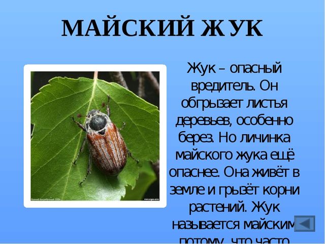 Презентация по ознакомлению с миром насекомых, на тему "Почему они так называются?"