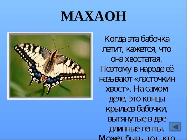 Презентация по ознакомлению с миром насекомых, на тему "Почему они так называются?"
