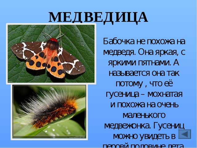 Презентация по ознакомлению с миром насекомых, на тему "Почему они так называются?"
