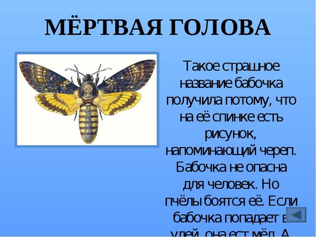 Презентация по ознакомлению с миром насекомых, на тему "Почему они так называются?"
