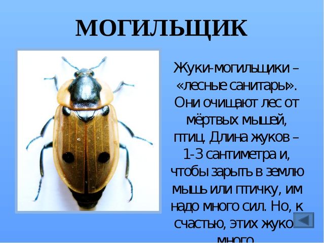 Презентация по ознакомлению с миром насекомых, на тему "Почему они так называются?"